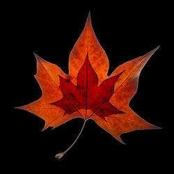 Close-up of maple leaf against black background