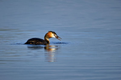 Side view of a duck swimming in lake