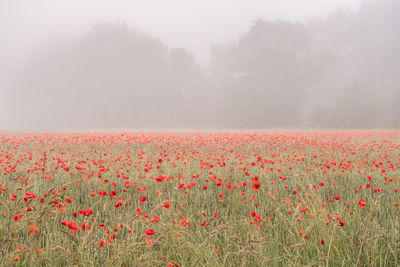 Red poppy flowers on field against sky