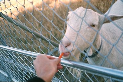 Close-up of hand feeding goat 