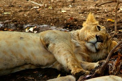 Close-up of a relaxed lion