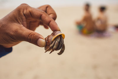 Cropped hand holding crab at beach