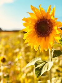 Close-up of sunflower against sky