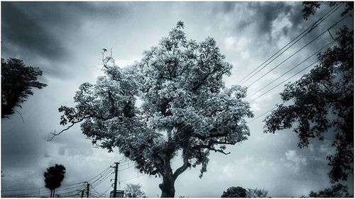 Low angle view of trees against cloudy sky