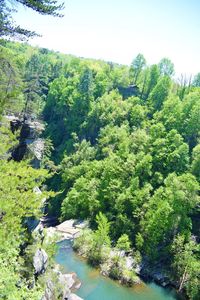 High angle view of trees in forest against sky