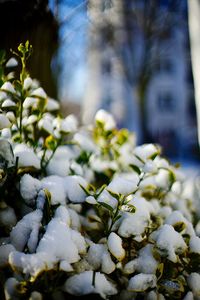 Close-up of snow on tree