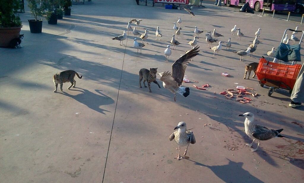 animal themes, domestic animals, street, road, mammal, walking, transportation, dog, livestock, high angle view, large group of people, medium group of animals, day, men, outdoors, road marking, sunlight, shadow