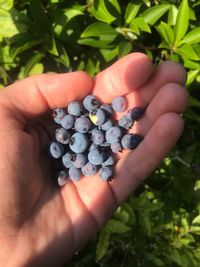 Close-up of hand holding berries