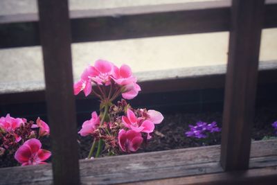 Close-up of pink flowering plants on railing