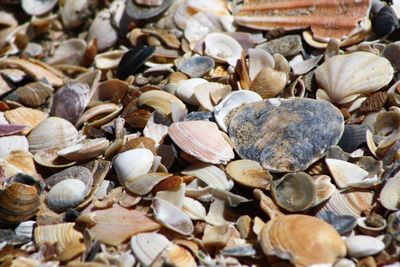 Full frame shot of shells