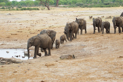 Elephants standing on field