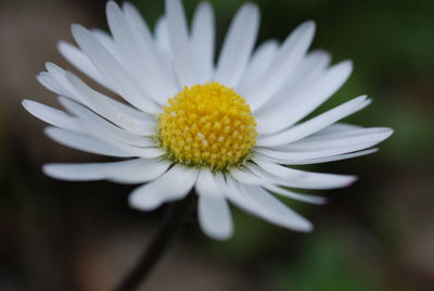 Close-up of white daisy blooming outdoors