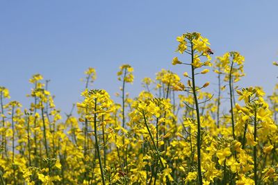 Yellow flowering plants on field against clear sky