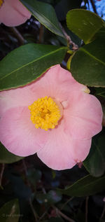 Close-up of pink rose flower