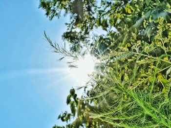 Low angle view of tree against blue sky