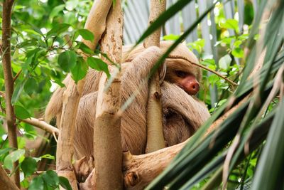 Monkey sitting on tree branch in zoo