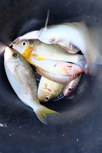 High angle view of fish in water