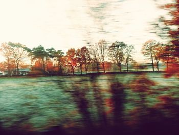 Scenic view of bare trees against sky