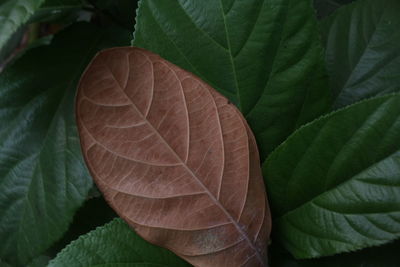 Close-up of fresh green leaves