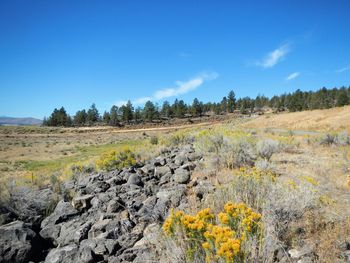 Scenic view of field against blue sky