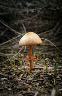 Close-up of mushroom