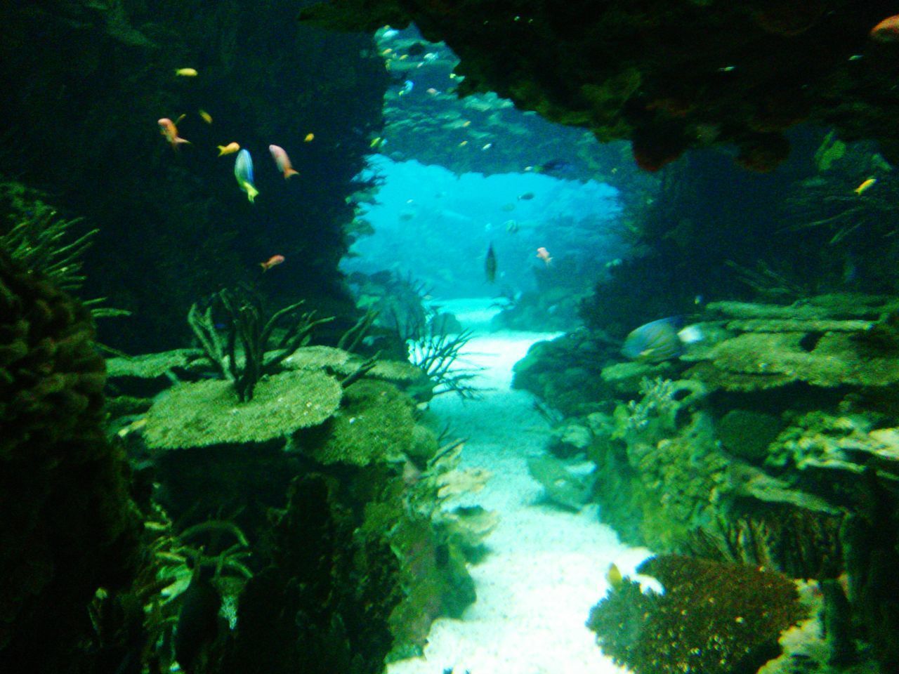 VIEW OF FISH SWIMMING IN SEA