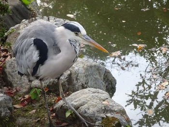 Close-up of bird perching on rock by lake