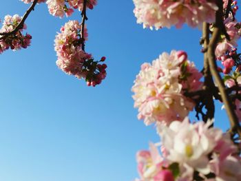 Low angle view of cherry blossoms against sky