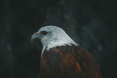 Close-up of eagle against blurred background