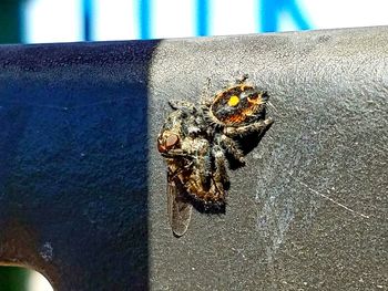 Close-up of insect