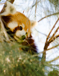 Close-up of  a shy red panda high up in a treetops, its a cute furry animal that enjoys solitary.