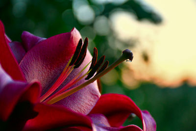 Close-up of red  flower