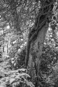 Close-up of tree trunk in forest