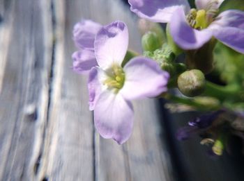 Close-up of purple flowers