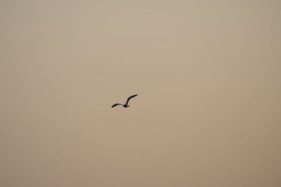 Low angle view of bird flying in sky