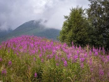 Purple flowering plants on field against sky