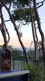 Close-up of tree by sea against sky