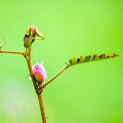 Close-up of insect on flower