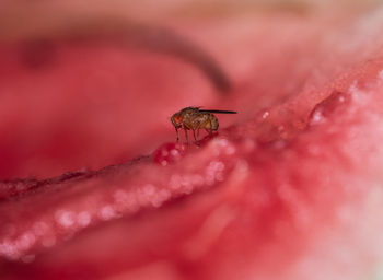 Close-up of insect on red leaf