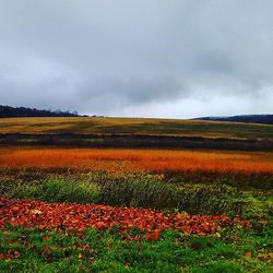 Scenic view of field against cloudy sky