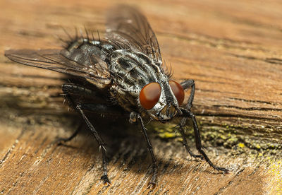 Close-up of fly on wood