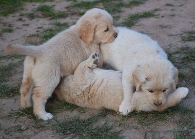 High angle view of two dogs relaxing on field