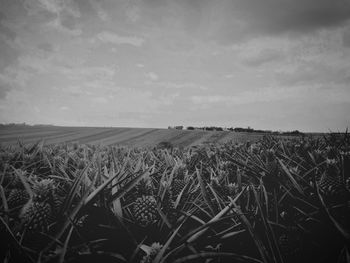 Scenic view of agricultural field against sky