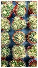 High angle view of succulent plants on field