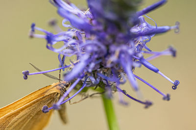 Close-up of butterfly on purple flower