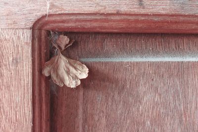 High angle view of dry leaf hanging on wood