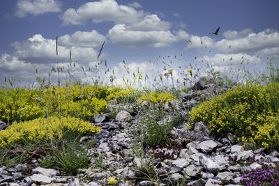 Scenic view of flowering plants on field against sky