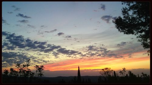 Silhouette of trees at sunset