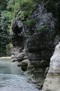 Scenic view of waterfall in forest