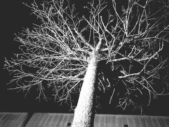 Low angle view of illuminated tree against sky at night